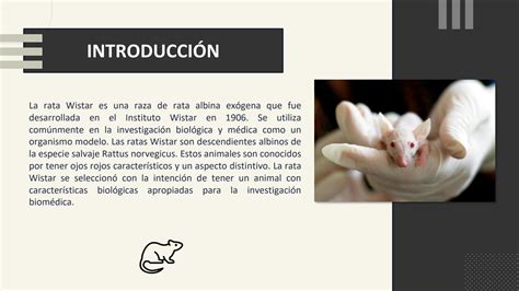 SOLUTION: Modelos fisiologicos -Rata albina wistar - Studypool