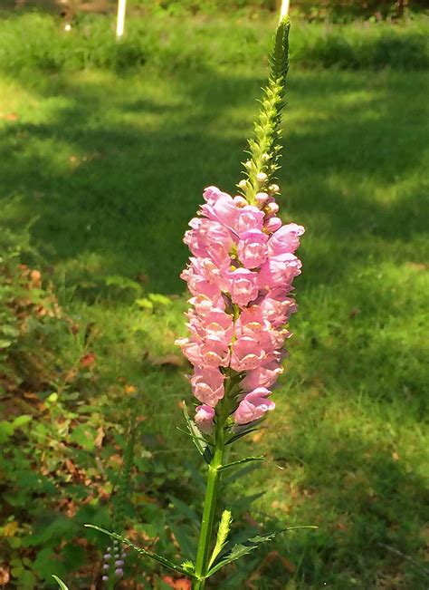 How to Make Obedient Plant Behave in Your Garden - Birds and Blooms