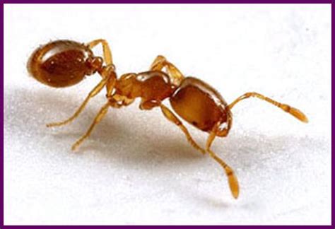 Thief Ants - what are they & how to get rid of them