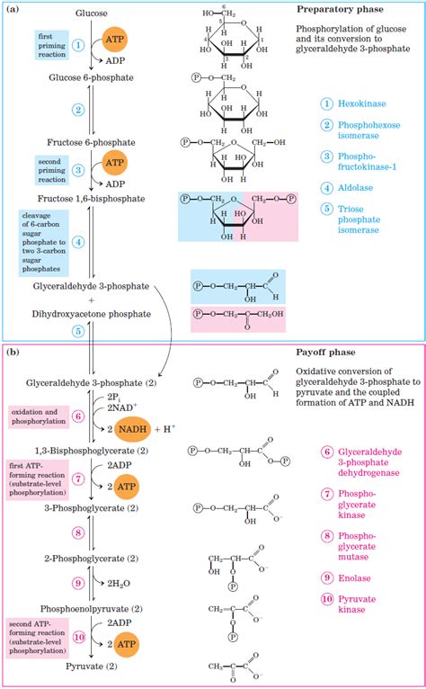 Glycolysis Explained In 10 Easy Steps