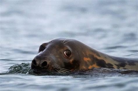 Conservation success or pests? Seals spark passionate debate | ABC6