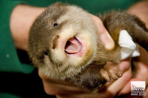 Woodland Park Zoo Blog: Otter pups receive first check-up