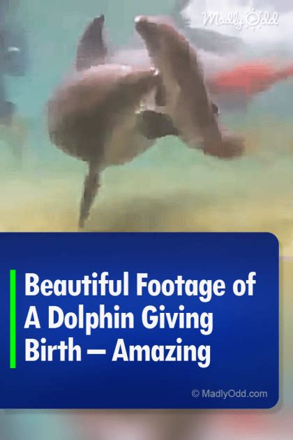 40316-Pin-C-Beautiful-Footage-of-A-Dolphin-Giving-Birth-–-Amazing ...