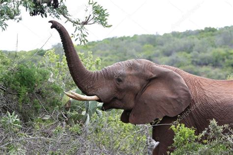 African Elephant with Raised Trunk — Stock Photo © fouroaks #4327155