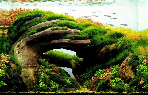 Aquascaping Styles: Nature Aquarium, Iwagumi & The Dutch Aquarium | Nature aquarium, Aquarium ...