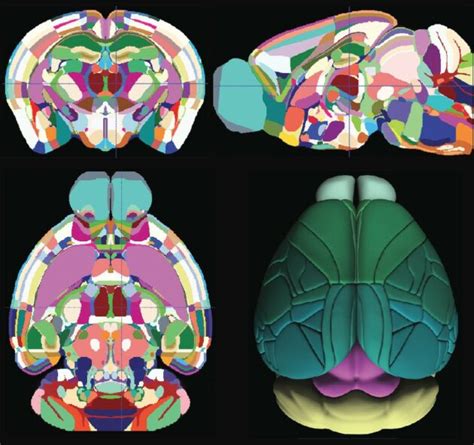 Gene Detail :: Allen Brain Atlas: Mouse Brain