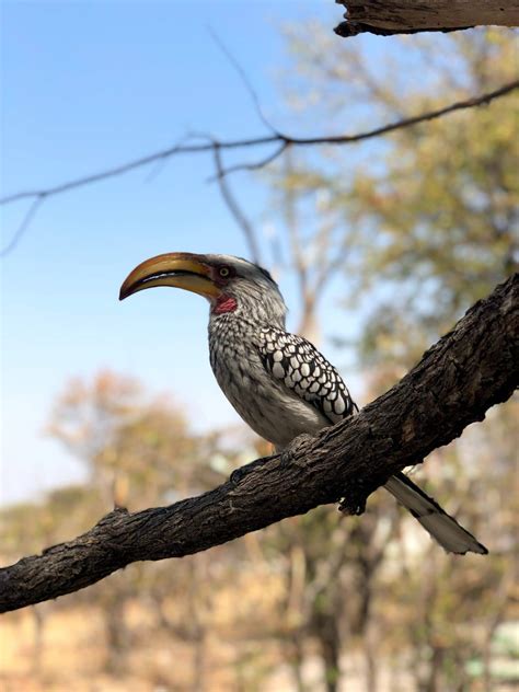 Hornbill Symbolism & Meaning (+Totem, Spirit & Omens) | World Birds