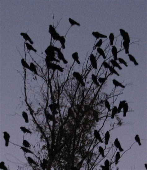 Crow Migration - Davis - LocalWiki