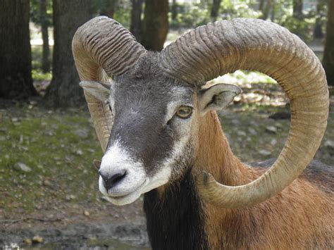 Mouflon sheep by Destroyah93 on DeviantArt