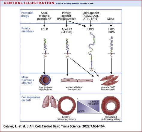 Interplay of Low-Density Lipoprotein Receptors, LRPs, and Lipoproteins ...