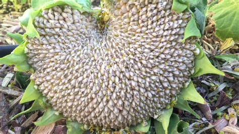 When and How to Harvest Sunflower Seed Heads - YouTube