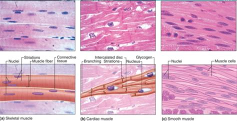 Histology Unit 6 - Muscle Tissue Flashcards | Quizlet