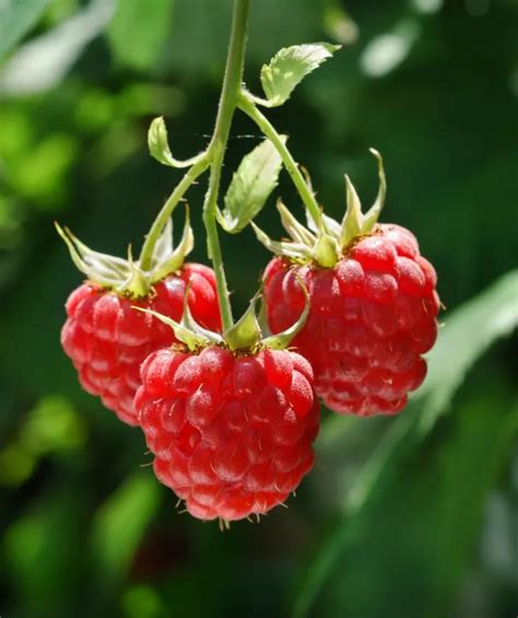 Heritage Ever-Bearing Red Raspberry Bush for Sale | Gardener's Supply