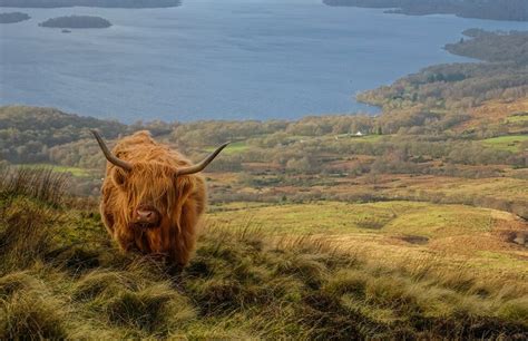 Scottish Wildlife: Animal Species Situated in Scotland - Arbtech