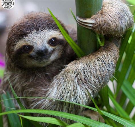 Pin by Dee Joubert on Slothies | Cute baby sloths, Cute sloth, Baby sloth