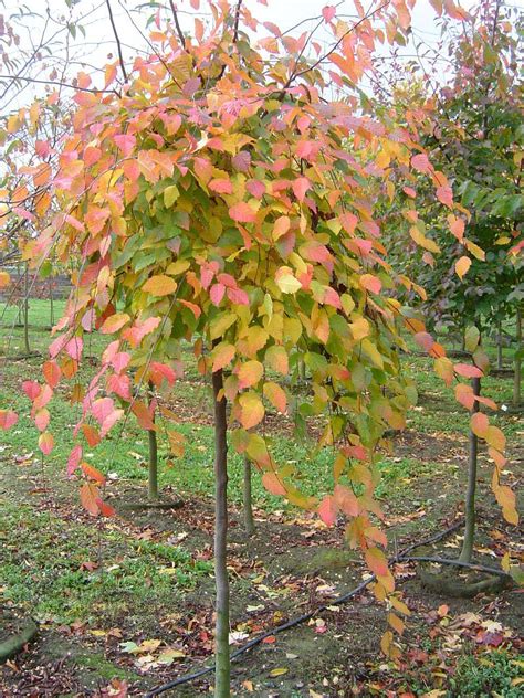 Tree Profile for the American Hornbeam - Urban Forest Nursery, Inc.