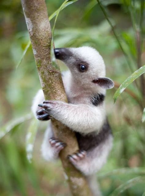 Baby anteater? l think. | Cute animals, Cute baby animals, Animals beautiful