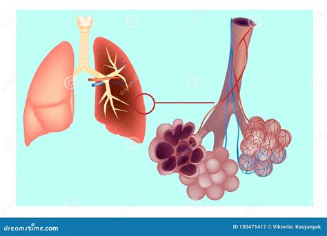 Diagram the Pulmonary Alveolus Air Sacs in the Lung. Stock Vector - Illustration of health ...