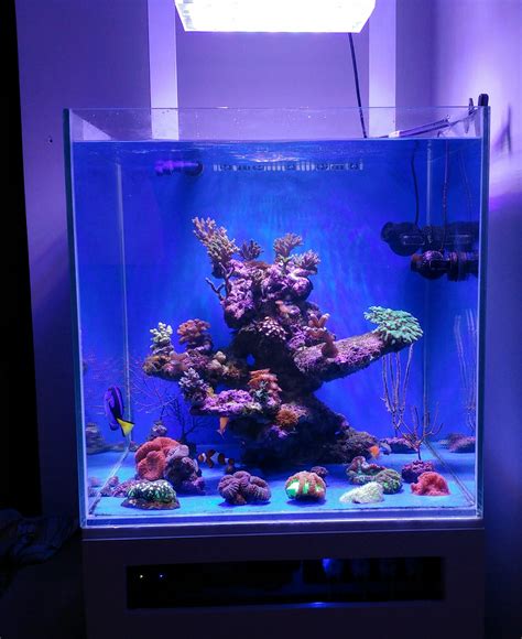 Beautiful nano reef tank display from Greece under Atlantik Compact •Orphek