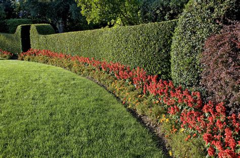 Hedge Cutting - Maintaining Your Cedar Hedge Throughout the Seasons