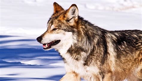 Genome analysis solves Mexican Wolf mystery - Futurity