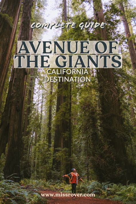 Avenue of the Giants: Best Quick Stop Spots - Miss Rover