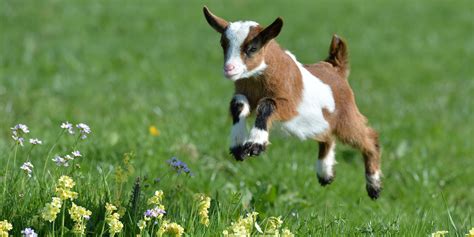 Springende geitjes! - Hart Voor Dieren