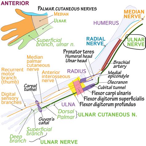 Gross Anatomy Glossary: Upper Limb - Ulnar Nerve | Draw It to Know It