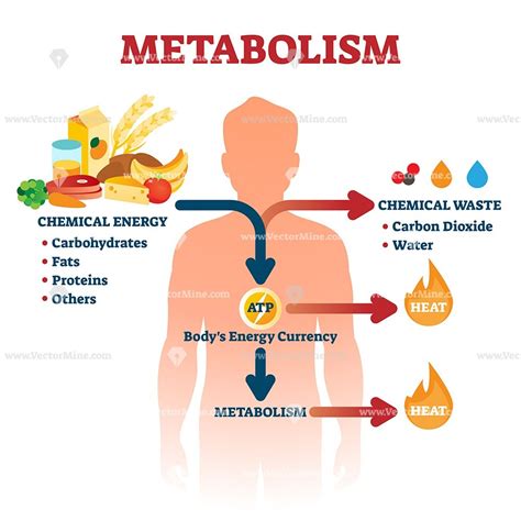 What Is the Term Used to Describe Muscle Metabolism Waste - CullenkruwOrozco