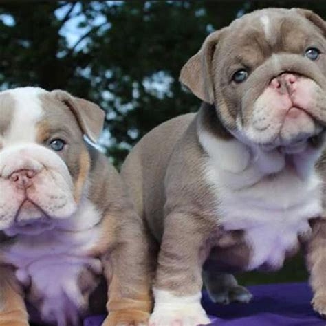 Healthy English Bulldog Puppies