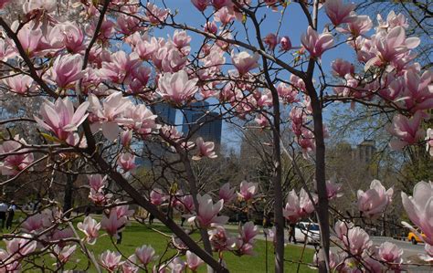 Central Park Spring Flowers - Spring Flowers, Conservatory Garden ...