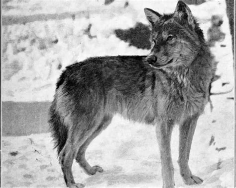 Great Plains wolf - Facts, Diet, Habitat & Pictures on Animalia.bio