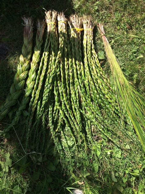 Sweetgrass | Plants, Love-lies-bleeding, Flowers