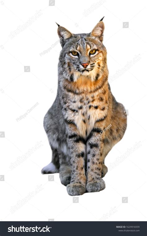 13,241 White lynx Stock Photos, Images & Photography | Shutterstock