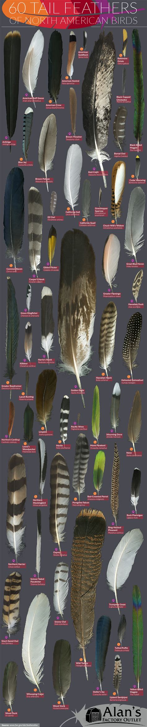 60 Tail Feathers of North American Birds | Feather identification, Identifying birds, Beautiful ...