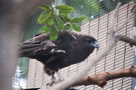 Hawaiian Hawk ('Io) - Honolulu Zoo Society