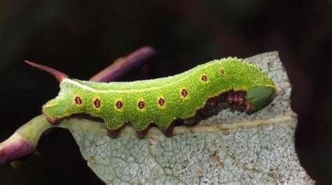 Broad-Bordered Bee-Hawk Moth Caterpillar | Flickr - Photo Sharing!