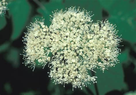 Hydrangea arborescens (American hydrangea): Go Botany