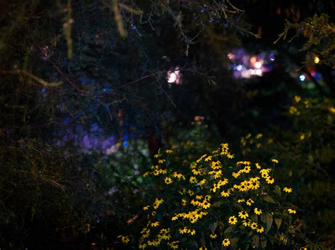 Midnight in the Garden - The Photoville FENCE