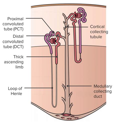 Renal Physiology — Renal Clearance, Tubular Transport and the RAAS