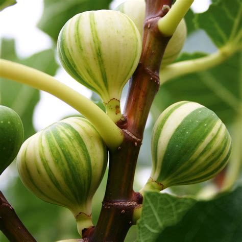 Fig Germination ,Growing ,Care, Use and its Surprising Health Benefits.