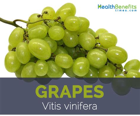 Grapes facts and health benefits