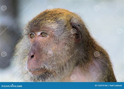 Close Up of Fury Monkey Face Crab Eating Long Tailed Macaque, Macaca ...