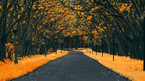 Yellow Tree Wallpapers - 4k, HD Yellow Tree Backgrounds on WallpaperBat