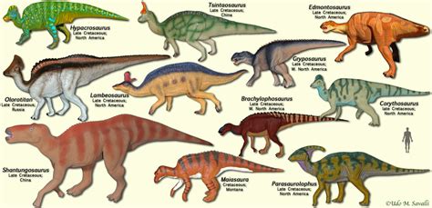 Hadrosaurs Diagram | Quizlet