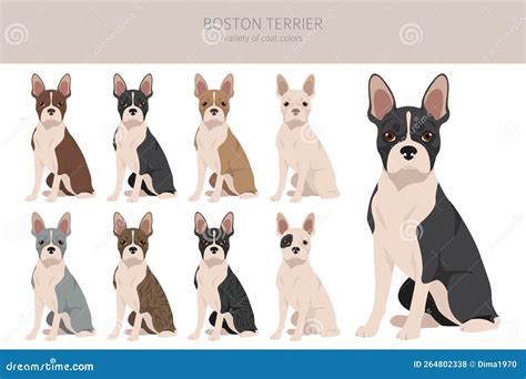 Boston Terrier Dog Clipart. All Coat Colors Set. Different Position ...