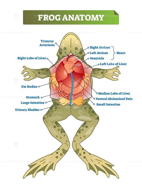 Description: Frog anatomy labeled vector illustration scheme. Educational preparation for ...