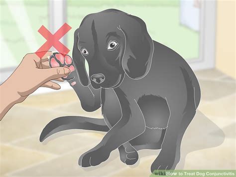 3 Ways to Treat Dog Conjunctivitis - wikiHow Pet