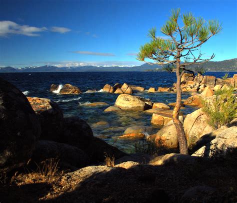 Lake Tahoe Tree 2 by MartinGollery on DeviantArt