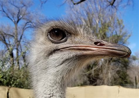 Collection of Over 999 Ostrich Images - Astounding Assortment of Full ...